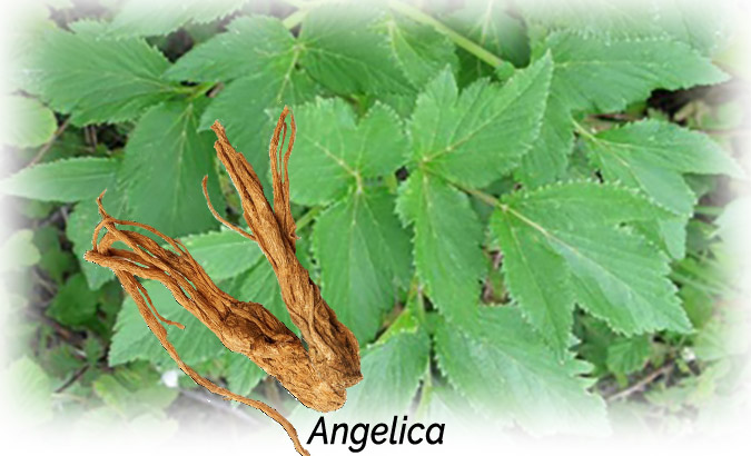 Angelica Aphrodisiac