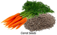 Carrot Seeds Aphrodisiac