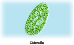 Chlorella: Potency Balls