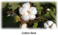 Cotton Root Aphrodisiac