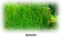 Ephedra Aphrodisiac