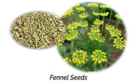 Fennel Seeds Aphrodisiac