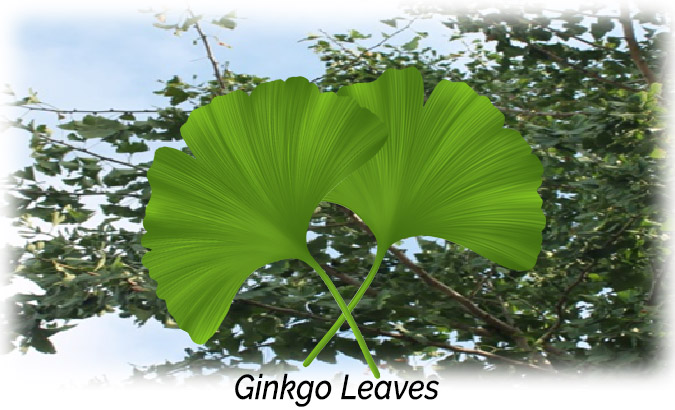 Ginkgo Leaves Aphrodisiac
