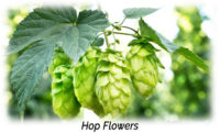 Hop Flowers Aphrodisiac