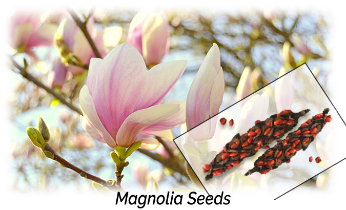 Magnolia Seeds Flowers Aphrodisiac