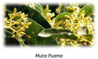 Muira Puama Aphrodisiac