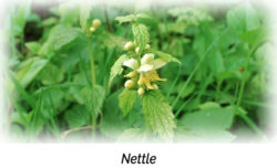 Nettle: Want to experience different love dimension?