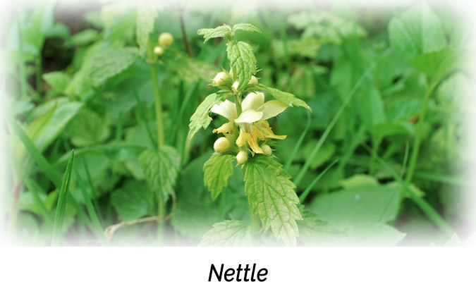 Nettle Aphrodisiac