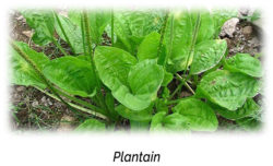 Plantain: Putting Romance back into your Relationship