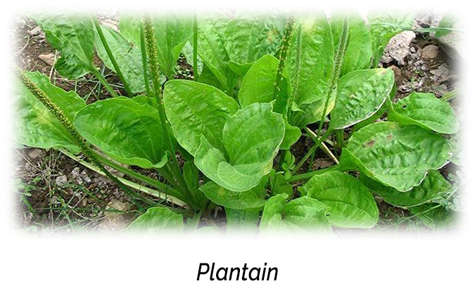 Plantain Aphrodisiac