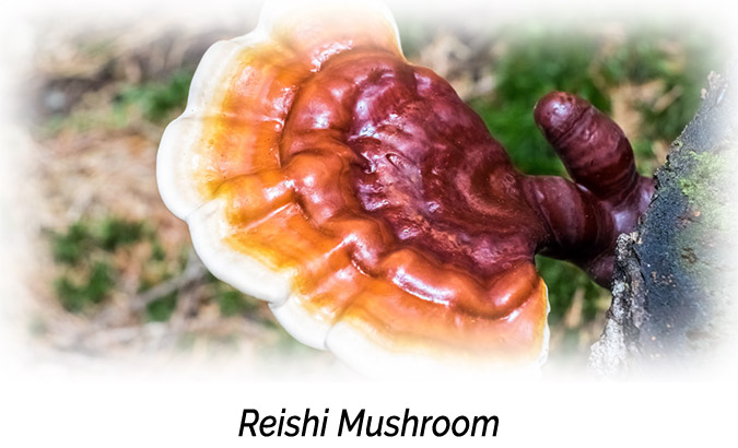 Reishi Mushroom Aphrodisiac