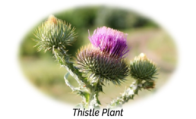 Thistle Plant Aphrodisiac
