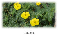 Tribulus Aphrodisiac